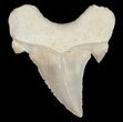 Sharp Otodus Shark Tooth Fossil #11541-1